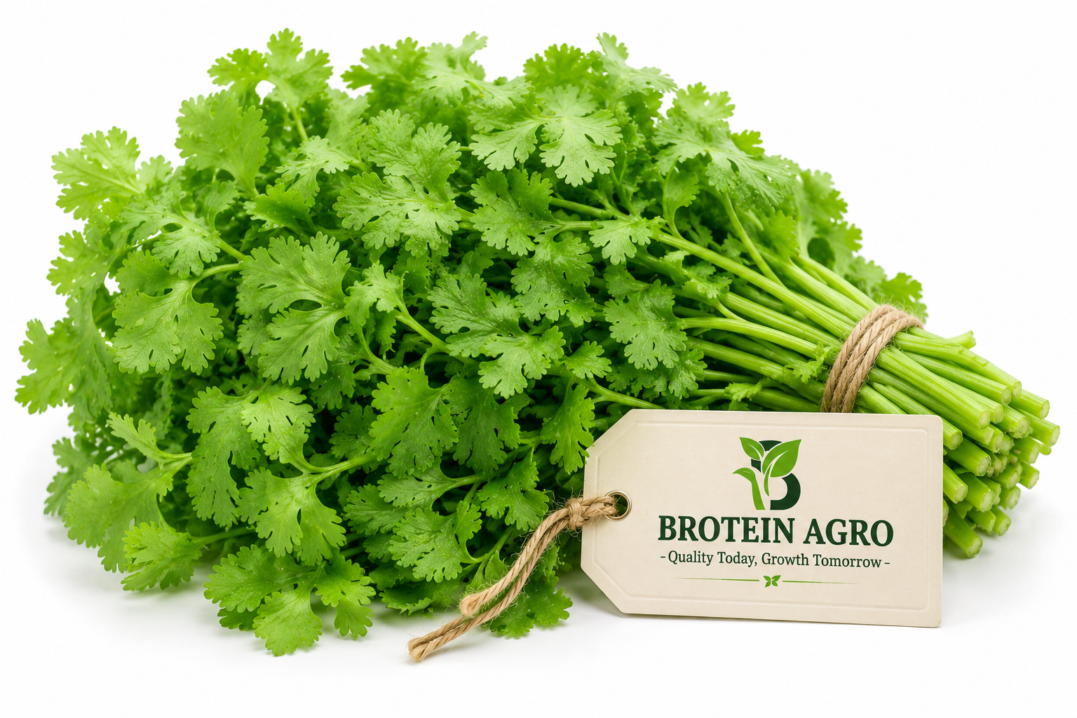 CORIANDER 100G
