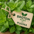 PUDINA 100G
