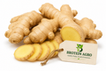 GINGER 500G